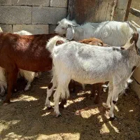 بز کره آبستن