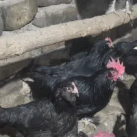 مرغ مرندی|حیوانات مزرعه|نوبران, |دیوار