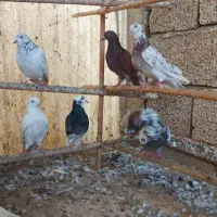 حیون‌یکجا|پرنده|لنگرود, |دیوار