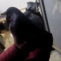 کفتر پلاکی|پرنده|شاهینشهر, گرگاب|دیوار