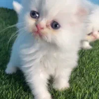 بچه گربه های زیبا