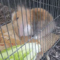 خرگوش لوپ گوش هاش افتاده بزرگتر نمیشه