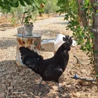 تخم نطفه دار آبی سبز زیتونی ارکانا و کرم قهوه ایام|حیوانات مزرعه|شیراز, کاراندیش|دیوار