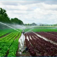 اجاره۳هکتارزمین کشاورزی قطره بارانی