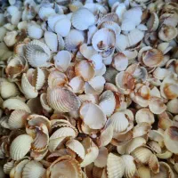 صدف دریا تزیینی و زیبا