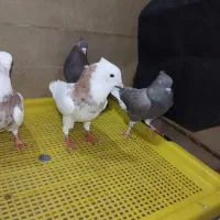 کفتر|پرنده|دزفول, |دیوار