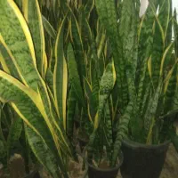 گل سانسوریا  و زانفولیا|گل و گیاه طبیعی|سپیدان, |دیوار