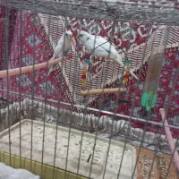 مرغ عشق و قفس|پرنده|رشت, کوی حسینی|دیوار