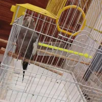 عروس هلندی ماده