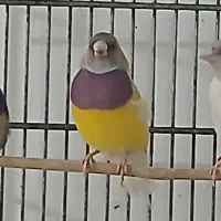 فنچ گلدین