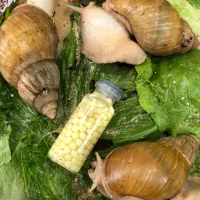 حلزون آچاتانیا|خزنده|تهران, مسعودیه|دیوار