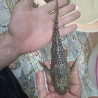 فروش لجن خوار و اسکار