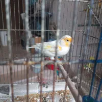 قناری موزایکی|پرنده|نوشین شهر, |دیوار