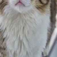 واگذاری گربه