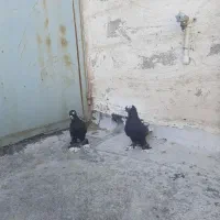 کفتر|حیوانات|تبریز, |دیوار