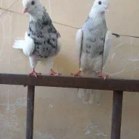 کبوتر طوقی
