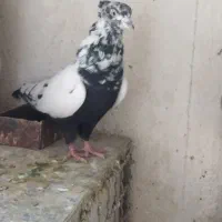 کفترکبوتر|پرنده|شیراز, مسلم|دیوار