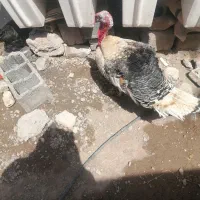 سلام  برقلمون نر بزرگ در رستم آباد