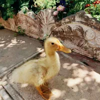 اردک دو ماهه