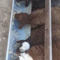بره نر