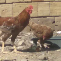یک عدد خروس دودمه و فریح لاری نژاد اصل ترکیه
