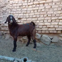 گوشت بزغاله نر