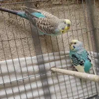 مرغ عشق با جوجه هاشون|پرنده|ری, شهرک نظامی|دیوار