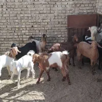 فروش بز و کره|حیوانات مزرعه|انار, |دیوار