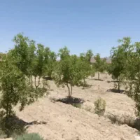 فروش-فوری-باغ