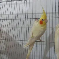 دو جفت عروس هلندی درشت کشیده با تخم و جوجه