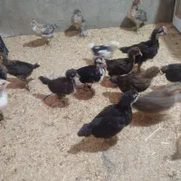 جوجه محلی 50روزه