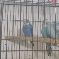 مرغ عشق دوماهه|پرنده|قرچک, زیبا شهر|دیوار