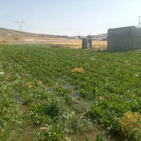 اجاره زمین کشاورزی برقی