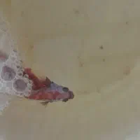 ماهی فایتر فوری