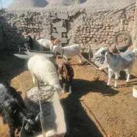 فروش تعدادی بز و بره|حیوانات مزرعه|بیرجند, |دیوار