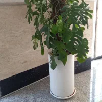 گل طبعی|گل و گیاه طبیعی|تهران, قبا|دیوار