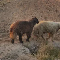 فروش حیوانات|حیوانات مزرعه|دهلران, |دیوار