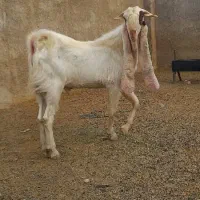 پازن..بز..کهره