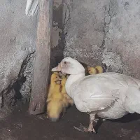 فروش جوجه اردک اسرایئلی