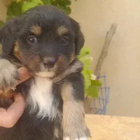 فروش توله سگ فانتزی ترییر|سگ|شیراز, شهرک امیر کبیر|دیوار