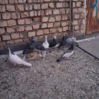 کفتر