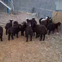 میش بره دار|حیوانات مزرعه|چناران, |دیوار