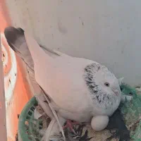 سینه آبی|پرنده|شیراز, حومه شیراز|دیوار