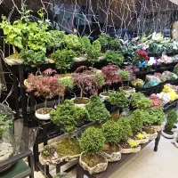 درختچه طبیعی افرا کاج نانا کریپ ژینگو هوکایزو