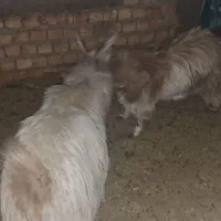 فروش گوسفند چپش نری|حیوانات مزرعه|زرند, |دیوار