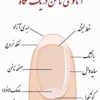 ورکشاپ مانیکور و مواد گذاری اصولی ناخن|خدمات آموزشی|بندر کنگان, |دیوار
