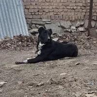 سگ جوان نر|سگ|ازنا, |دیوار