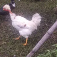 قو غاز و خروس|حیوانات مزرعه|سیاهکل, |دیوار