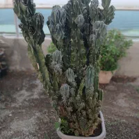 گل آپارتمانی|گل و گیاه طبیعی|تهران, کامرانیه|دیوار