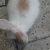 خرگوش|موش و خرگوش|بروجرد, |دیوار